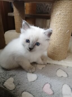 Ragdoll kocourek bez PP - 3