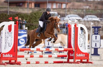 Všestranná šestiletá pony klisna - 3