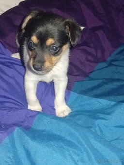 Jack Russell teriér - 3