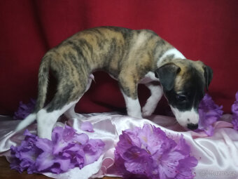 Whippet bez PP po obou rodičích s PP ( FCI) - 3