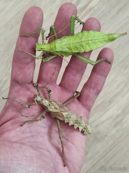 Strašilky Heteropteryx dilatata - 3
