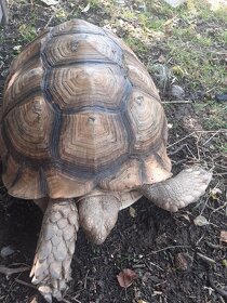 Želva ostruhatá mláďata různé velikosti - 3