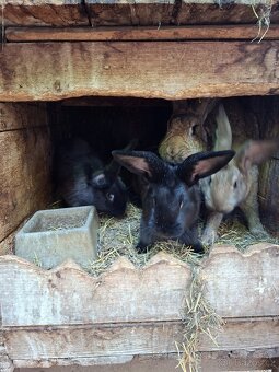 Mladí králíci a samice - 3