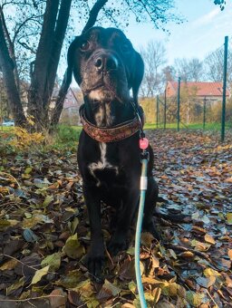 Daruji psa Míšu - 3