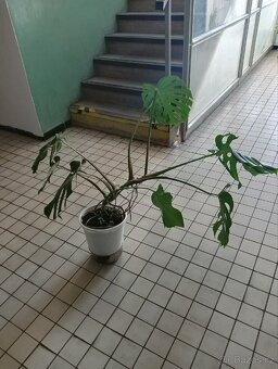 Monstera deliciosa - 3