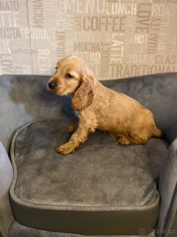 Anglický kokršpaněl - 3