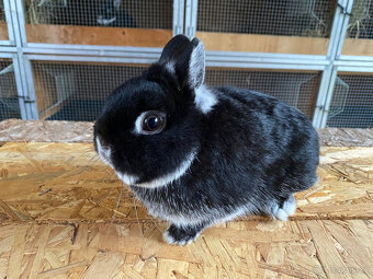 Zakrslý králík - 3