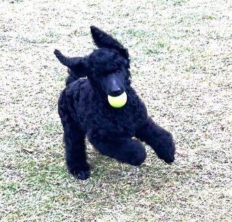 Pudl velký královský s PP - 3