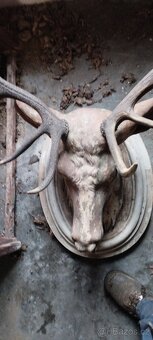 100 let stará hlava jelena - 3