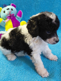 pudl trpasličí - 3