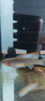 Fundulopanchax Gardneri - 3