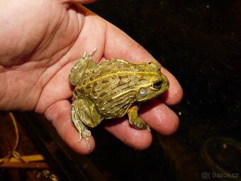 Hrabatka drsná (Pyxicephalus adspersus) - 3