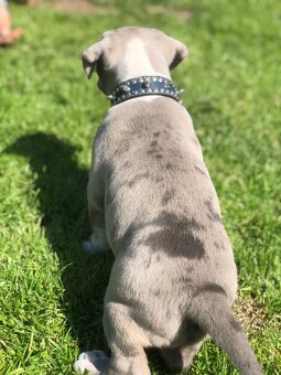 American bull XL, American bully, americký bull - 3