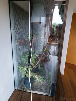 Zařízené terárium pro chameleona - 3