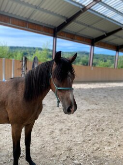 Hřebeček Český sportovní pony B - 3