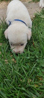 Štěně husky x labrador - 3