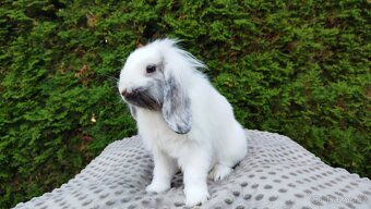 Zakrslý beránek, králíček, králík - MOLLY - 3