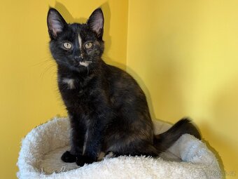 Mainská křížená koťátka - 3