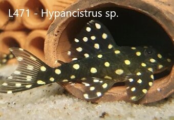 L-sumci, krunýřovci - odchovy - 3