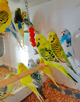 andulky duhovky,texas,zebřičky,korely,prodám - 3