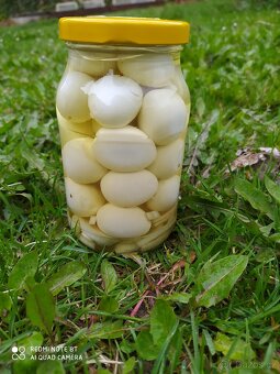 Křepelčí vajíčka - 3