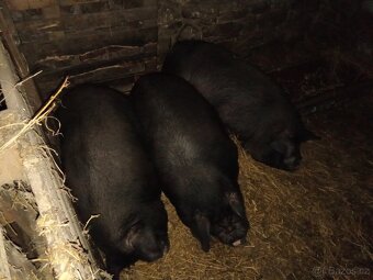 Vetnamec a Kune kune - 3