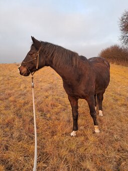 Prodám klisnu ČT - 3