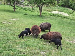 Ouessantské ovce - beránci - 3