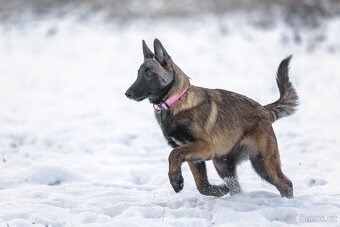 Belgický ovčák - Malinois - 3