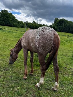 Appaloosa valach - 3