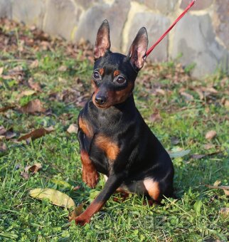 Miniatúrny pinč(Trpasličí pinč ), fenka  s PP - 3