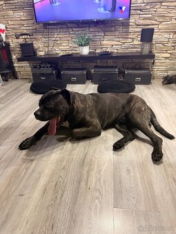 Canecorso mix - 3