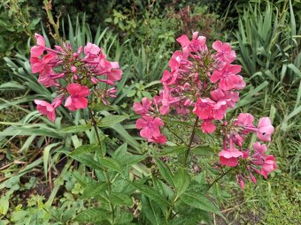 Floxy  více kultivarů - 3