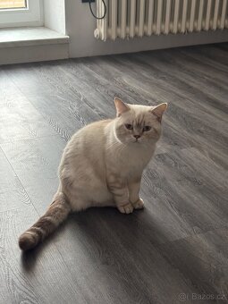 Britský kocourek ke kryti - 3