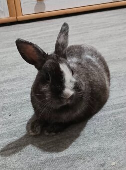 Zakrslý králík - 3