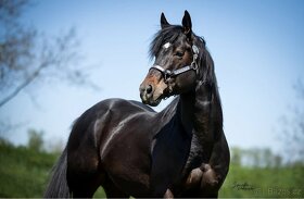 Připouštění hřebcem double registr QH/PH 7 Panel N/N - 3