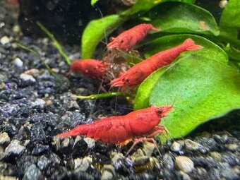 Neocaridina Red Sakura - sladkovodní krevetky - 3