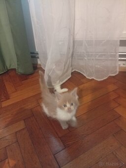 Mainská mývalí koťáta - 3