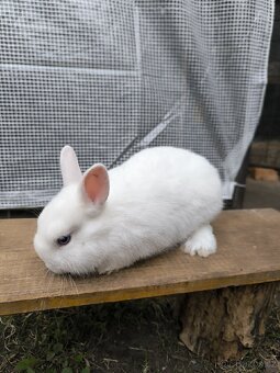 Modrooký hermelín samec  s PP - 3