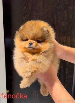 Pomeranian mini - 3