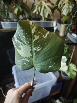 Monstera alba č.4 - 3