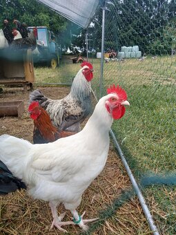 Marans bilá - 3