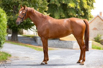 4l klisna - 3