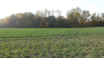 Orná půda O.- Bartovice, cca 25.000m2, rovina, 59 Kč/m2. - 3