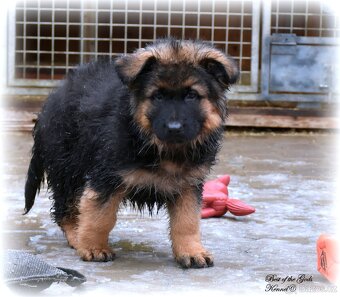 Německý Ovčák - štěňata - 3