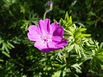 Zahradnické služby - 3