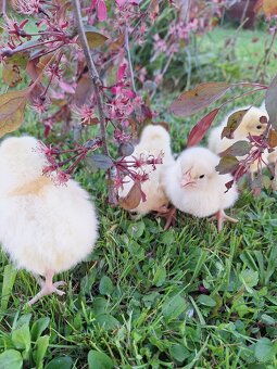 KUŘÁTKA- LEGHORN AMERICKY - 3