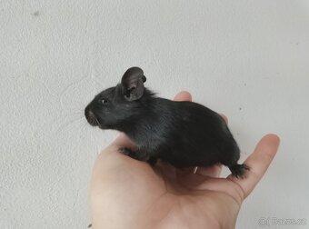 Osmák degu kluci - 3
