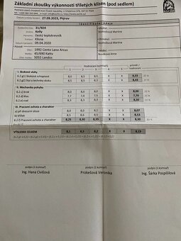 klisna po CENTO LANO ARCUS - 3