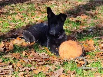 Německý ovčák štěně s PP - 3